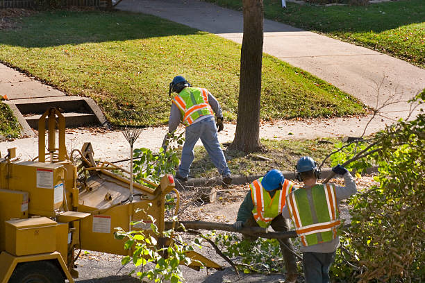 How Our Tree Care Process Works  in  Ocilla, GA